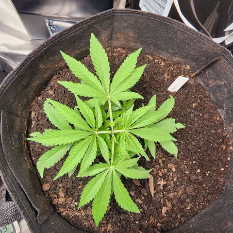 White widow  growlog timeline photo