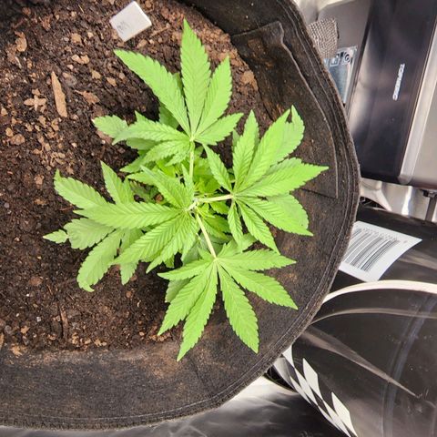 White widow  growlog timeline photo