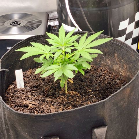 White widow  growlog timeline photo