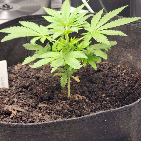 White widow  growlog timeline photo