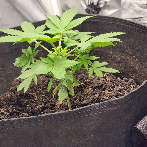 Purple Queen Automatic growlog timeline photo