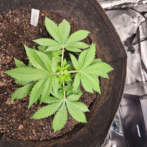 Purple Queen Automatic growlog timeline photo
