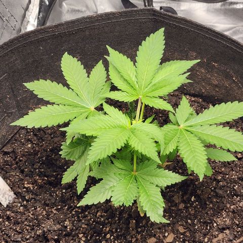 Purple Queen Automatic growlog timeline photo