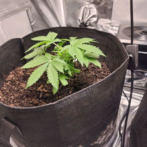 Purple Queen Automatic growlog timeline photo