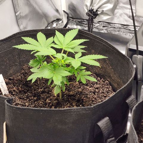 Purple Queen Automatic growlog timeline photo
