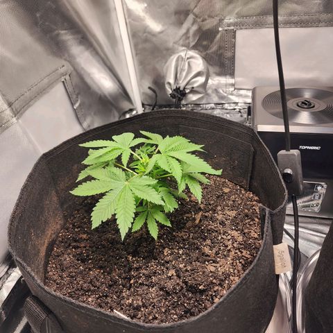 Purple Queen Automatic growlog timeline photo
