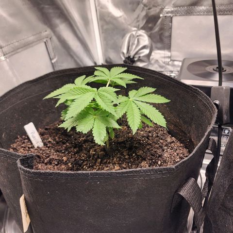 Purple Queen Automatic growlog timeline photo