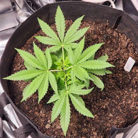 White widow  growlog photo: 5 days after being topped. Babies our 8 inches tall