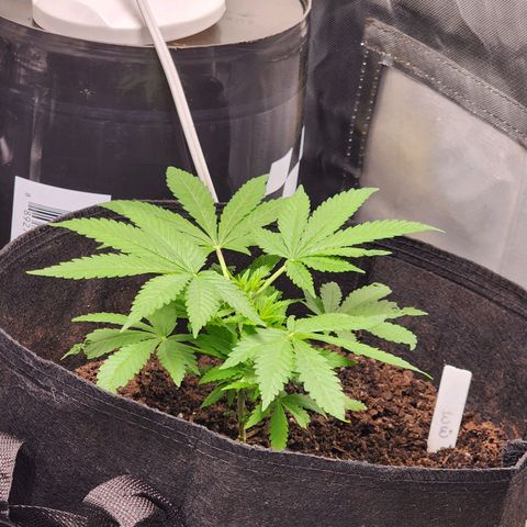 White widow  growlog photo: 5 days after being topped. Babies our 8 inches tall
