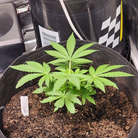 White widow  growlog photo: 5 days after being topped. Babies our 8 inches tall