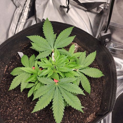 Purple Queen Automatic growlog timeline photo