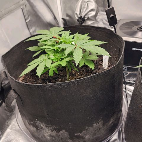 Purple Queen Automatic growlog timeline photo