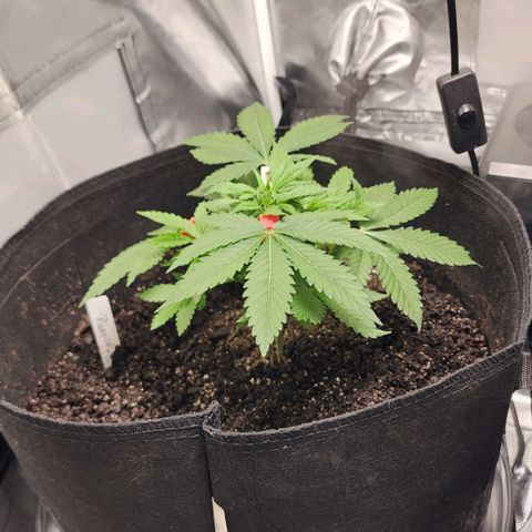 Purple Queen Automatic growlog timeline photo