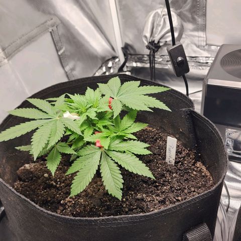 Purple Queen Automatic growlog timeline photo