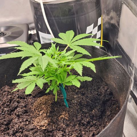 White widow  growlog timeline photo