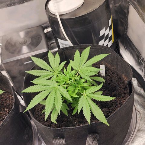 White widow  growlog timeline photo