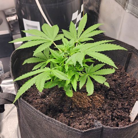 White widow  growlog timeline photo