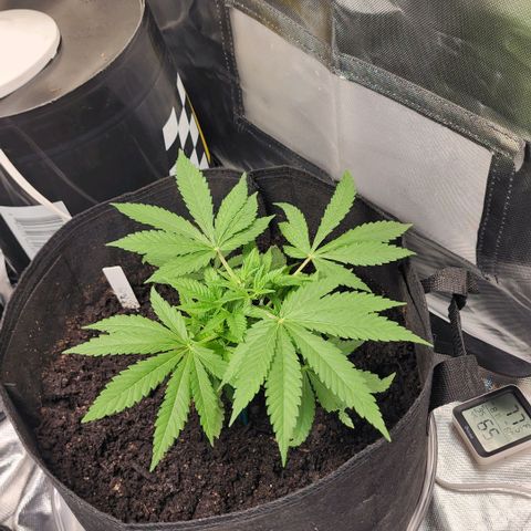 White widow  growlog timeline photo