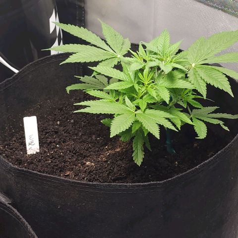 White widow  growlog timeline photo