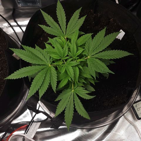 White widow  growlog timeline photo