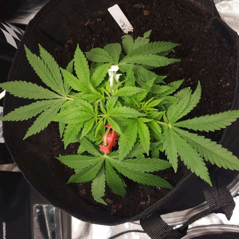 White widow  growlog timeline photo