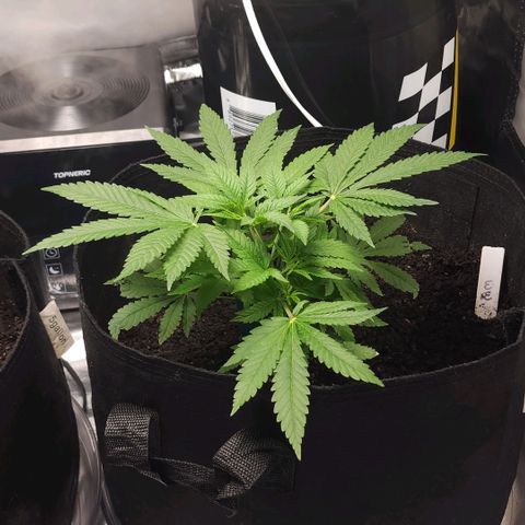 White widow  growlog timeline photo