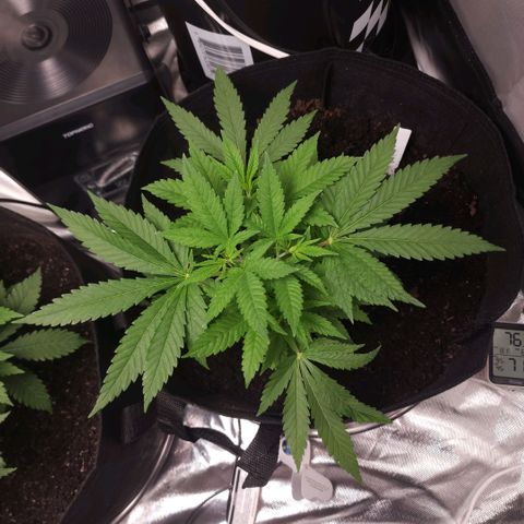 White widow  growlog timeline photo