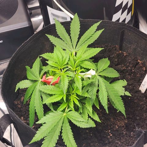 White widow  growlog timeline photo