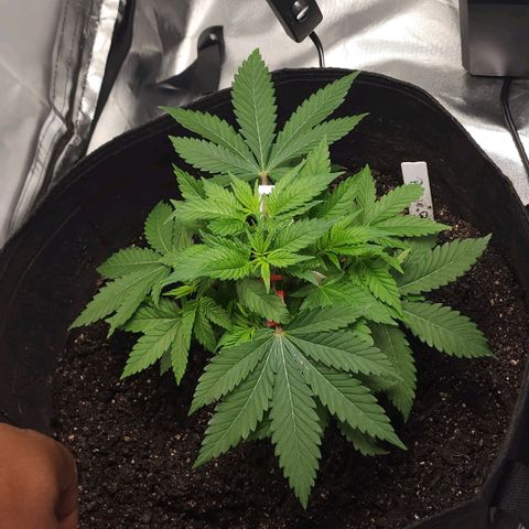Purple Queen Automatic growlog timeline photo