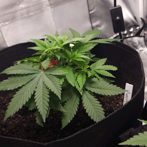 Purple Queen Automatic growlog timeline photo