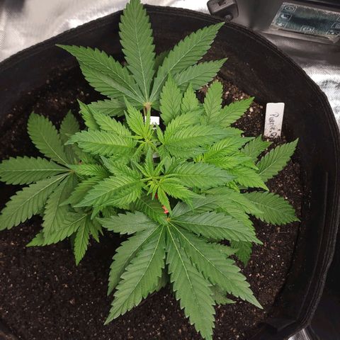 Purple Queen Automatic growlog timeline photo
