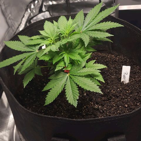 Purple Queen Automatic growlog timeline photo