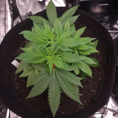 Purple Queen Automatic growlog timeline photo