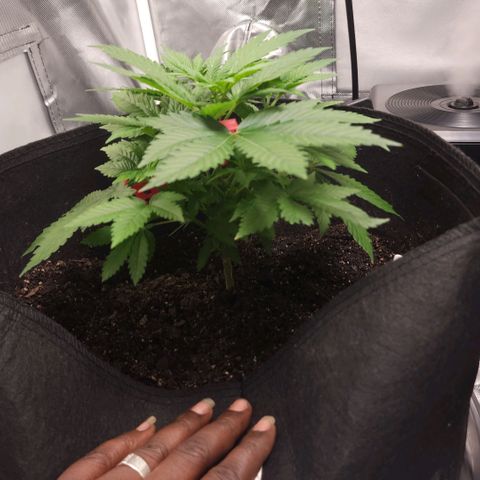 Purple Queen Automatic growlog timeline photo