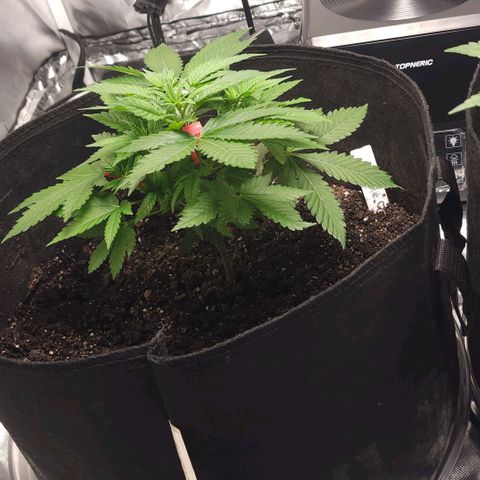 Purple Queen Automatic growlog timeline photo