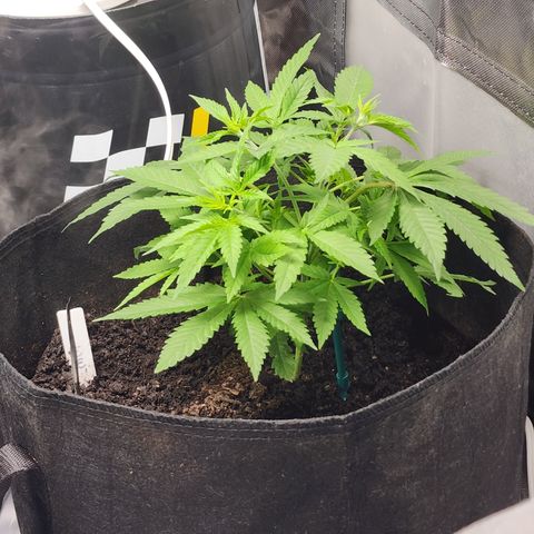 White widow  growlog timeline photo