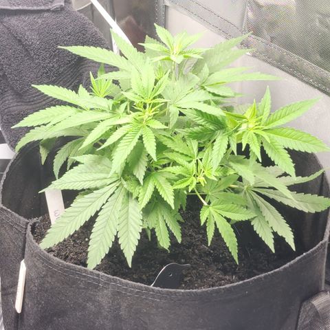 White widow  growlog timeline photo