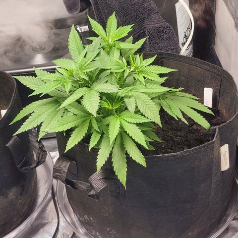 White widow  growlog timeline photo
