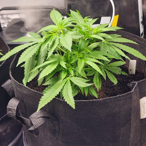 White widow  growlog timeline photo