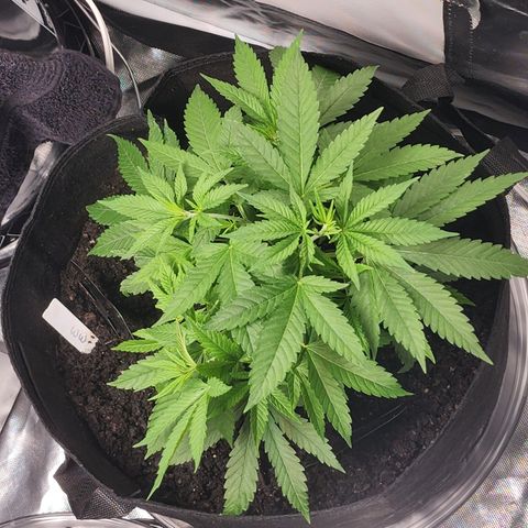 White widow  growlog timeline photo