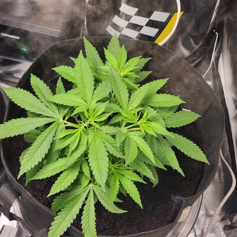 White widow  growlog timeline photo