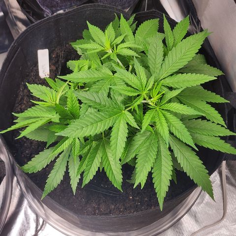 White widow  growlog timeline photo
