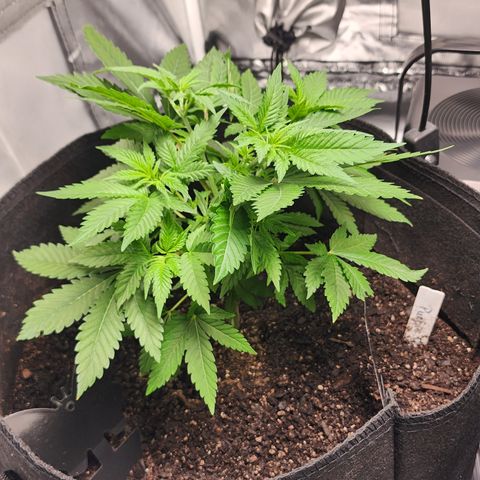 Purple Queen Automatic growlog timeline photo