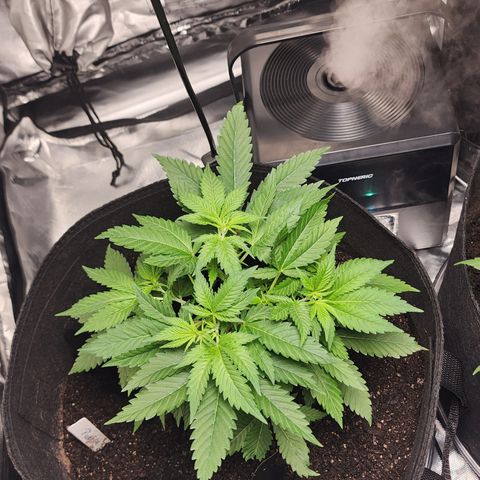 Purple Queen Automatic growlog timeline photo