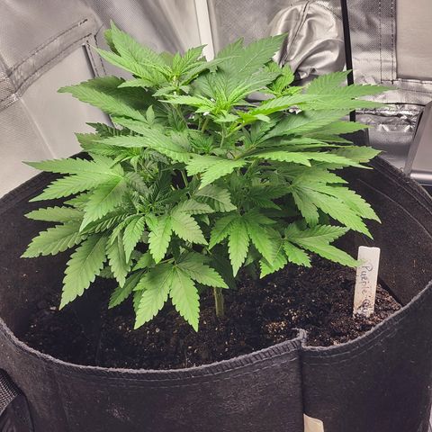 Purple Queen Automatic growlog timeline photo