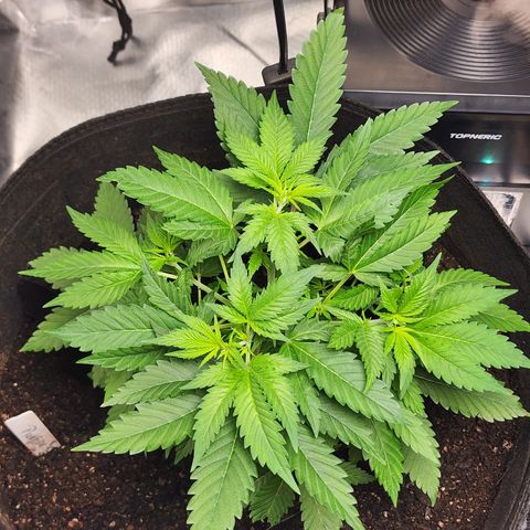Purple Queen Automatic growlog timeline photo