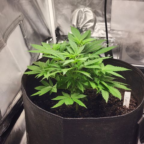 Purple Queen Automatic growlog timeline photo