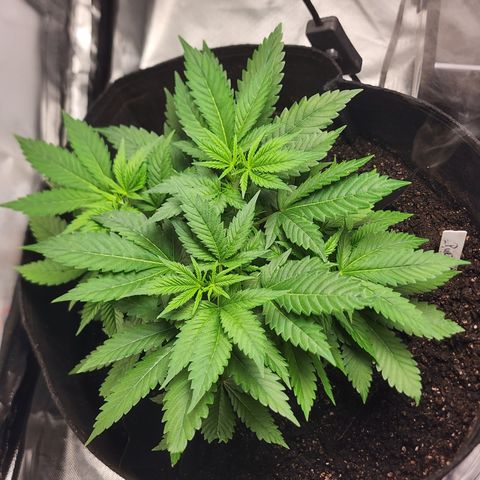 Purple Queen Automatic growlog timeline photo