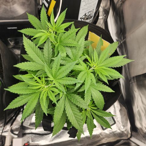 White widow  growlog timeline photo