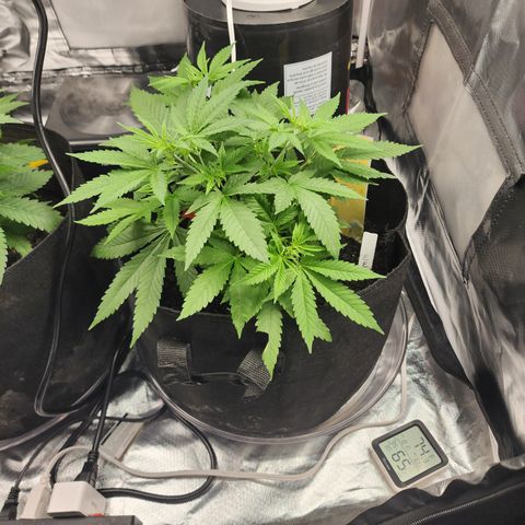 White widow  growlog timeline photo